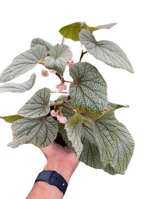 Begonia 'Frosty'