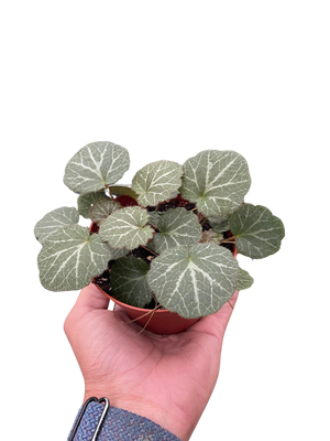 Begonia 'Strawberry'