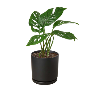 Monstera Adansonii Swiss Cheese | Easy Care Vining Plant | House Plant Shop