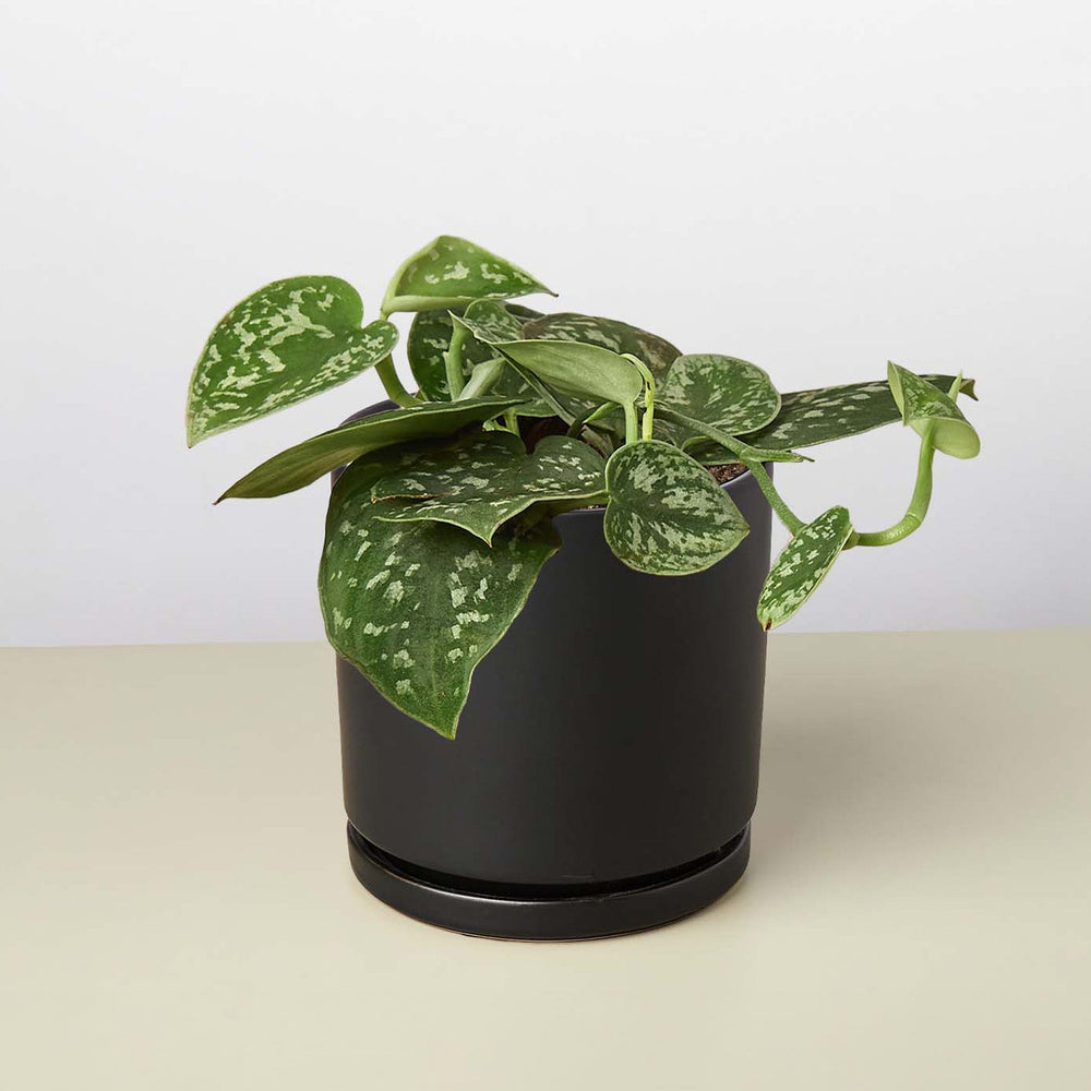 Pothos 'Satin'