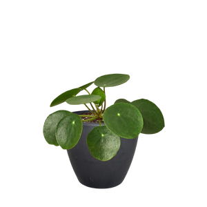 Pilea Peperomioides Chinese Money Plant | Easy Care Coin-Shaped Leaves | House Plant Shop