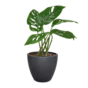 Monstera Adansonii Swiss Cheese | Easy Care Vining Plant | House Plant Shop