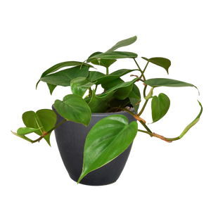 Philodendron Cordatum Heartleaf | Easy Care Climbing Houseplant | House Plant Shop