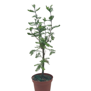 Bonsai Bald Cypress