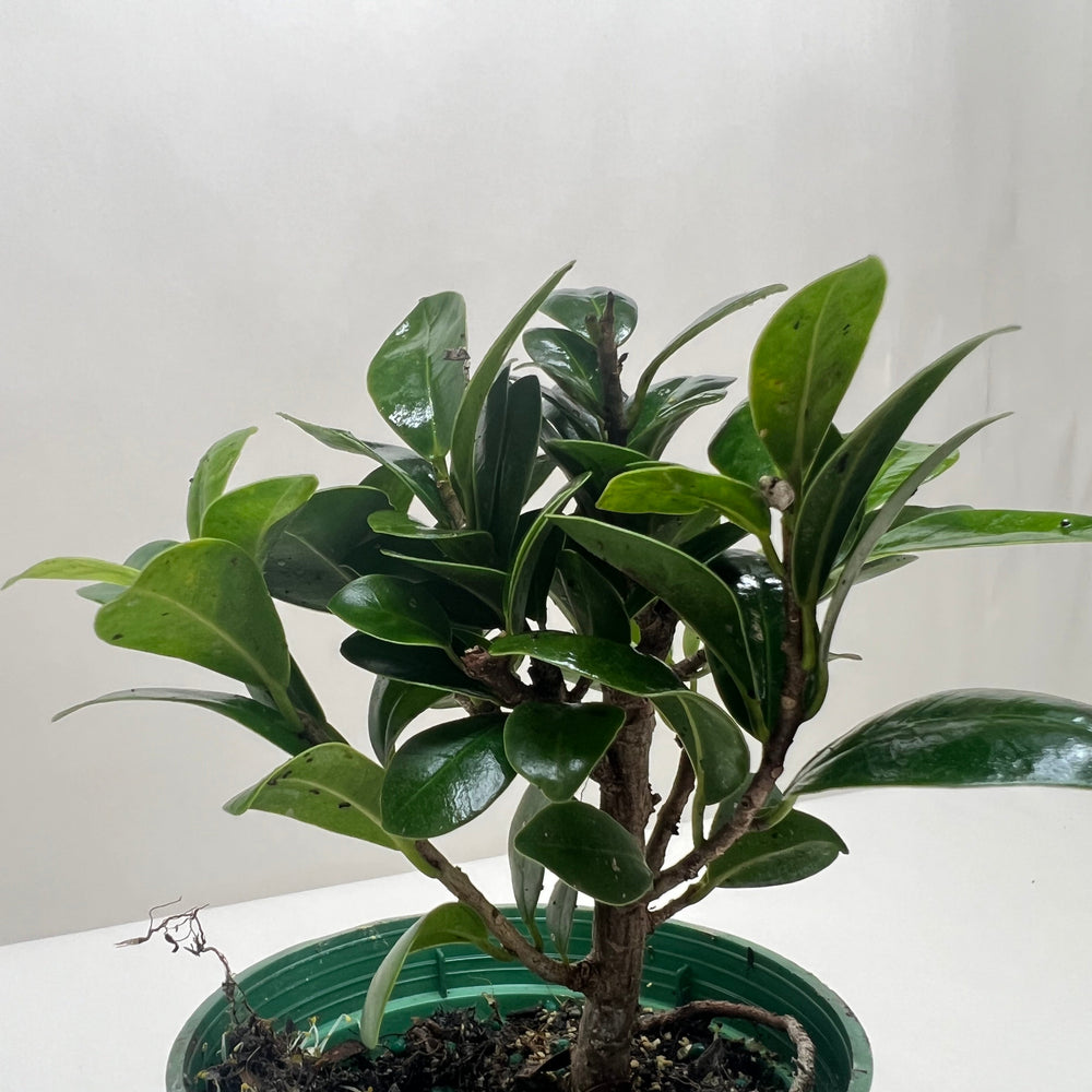 Bonsai Ficus Compacta