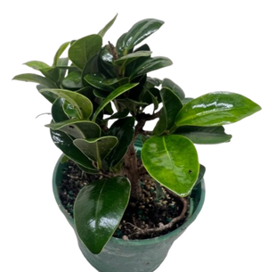 Bonsai Ficus Compacta