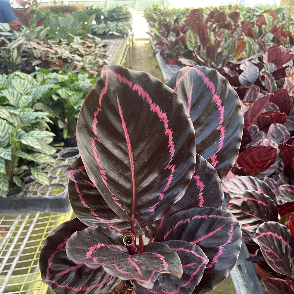 Calathea 'Dottie'