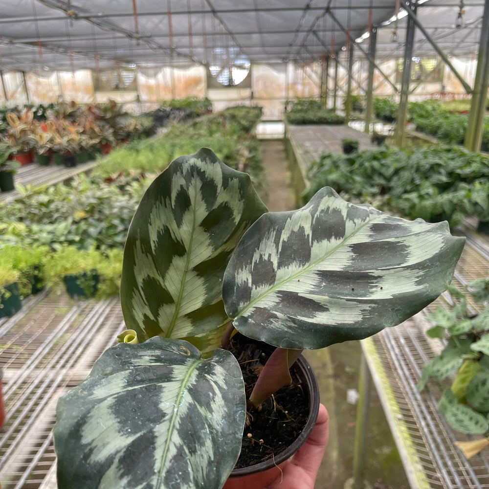 Calathea 'Kennedy' | Rare Prayer Plant with Brush-Stroke Foliage | House Plant Shop