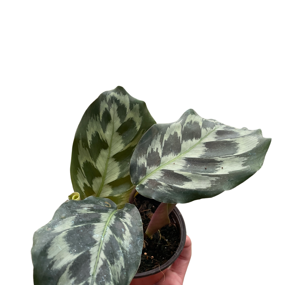 Calathea 'Kennedy' | Rare Prayer Plant with Brush-Stroke Foliage | House Plant Shop