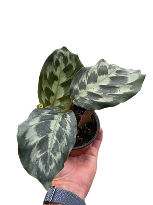 Calathea 'Kennedy' | Rare Prayer Plant with Brush-Stroke Foliage | House Plant Shop