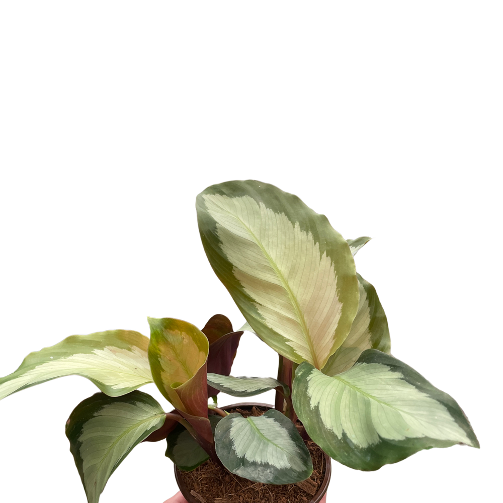 Calathea 'Picturata'