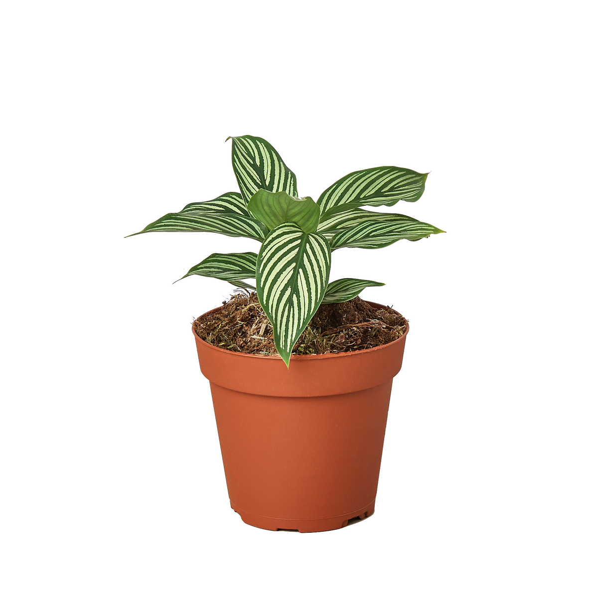 Calathea 'Vittata'