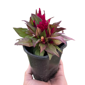 Celosia