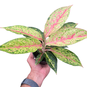 Chinese Evergreen 'Karat'