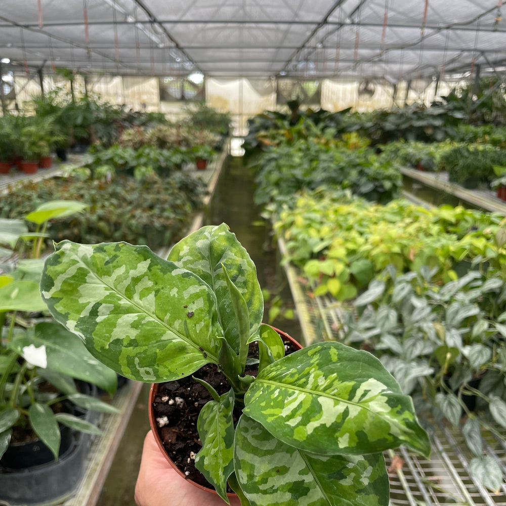 Chinese Evergreen Pictum Tricolor