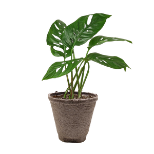 Monstera Adansonii Swiss Cheese | Easy Care Vining Plant | House Plant Shop