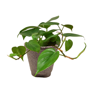 Philodendron Cordatum Heartleaf | Easy Care Climbing Houseplant | House Plant Shop