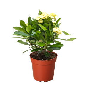 Crown of Thorns | Long-Lasting Red & Yellow Flowering Plant | House Plant Shop