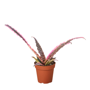 Cryptanthus 'Elaine' | Earth Star Bromeliad with Pink & Purple Stripes | House Plant Shop