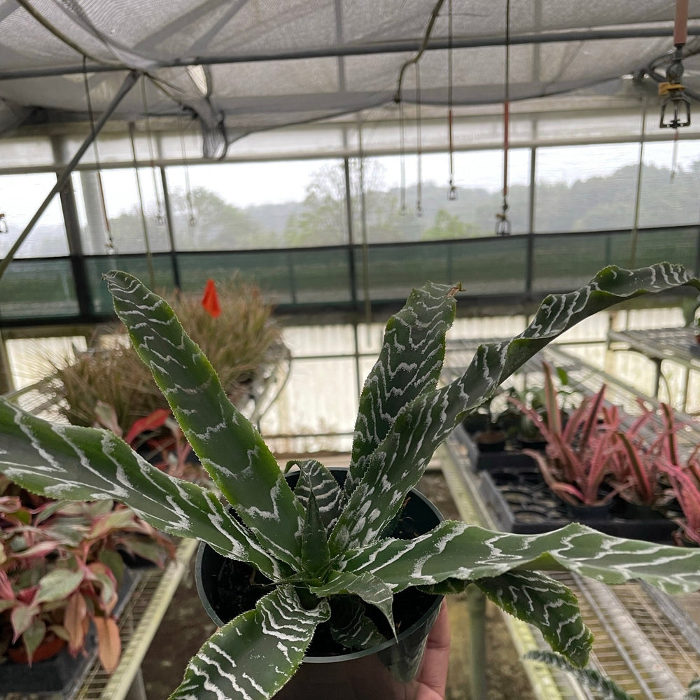 Cryptanthus 'Betty'