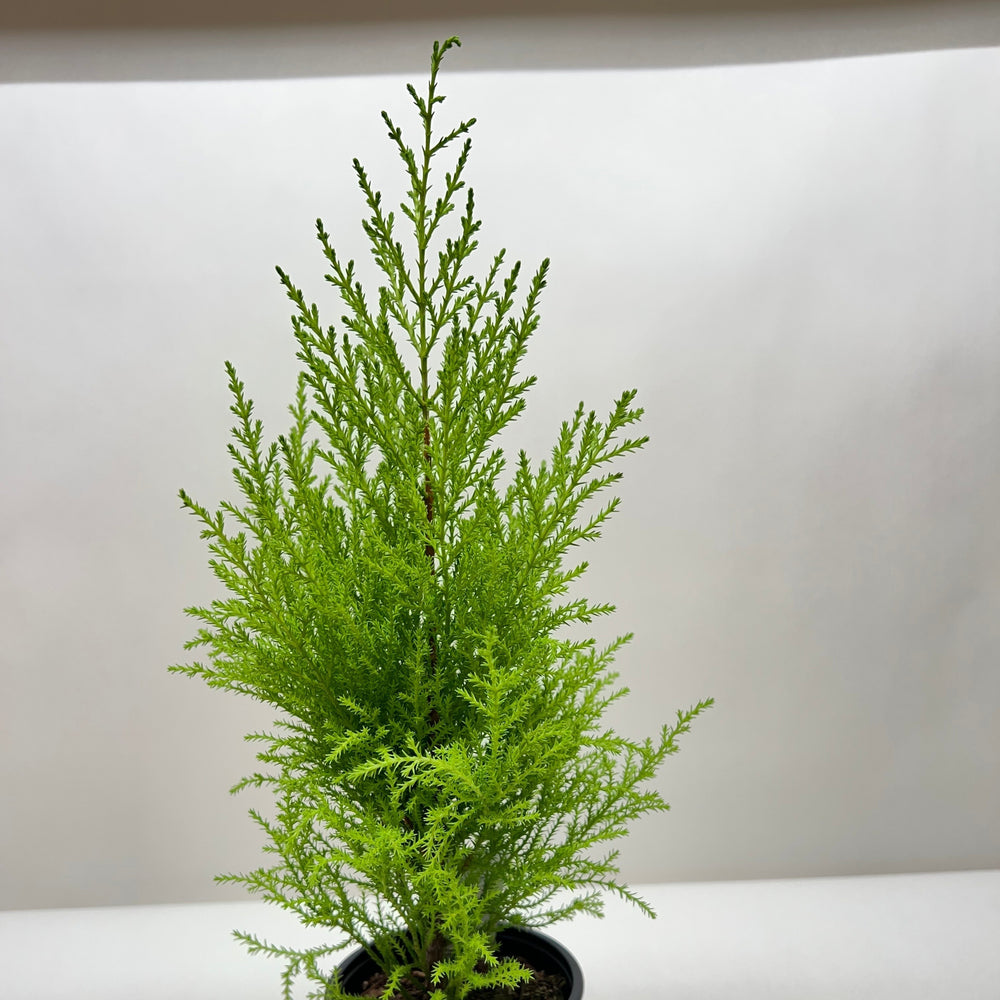 Cypress Lemon