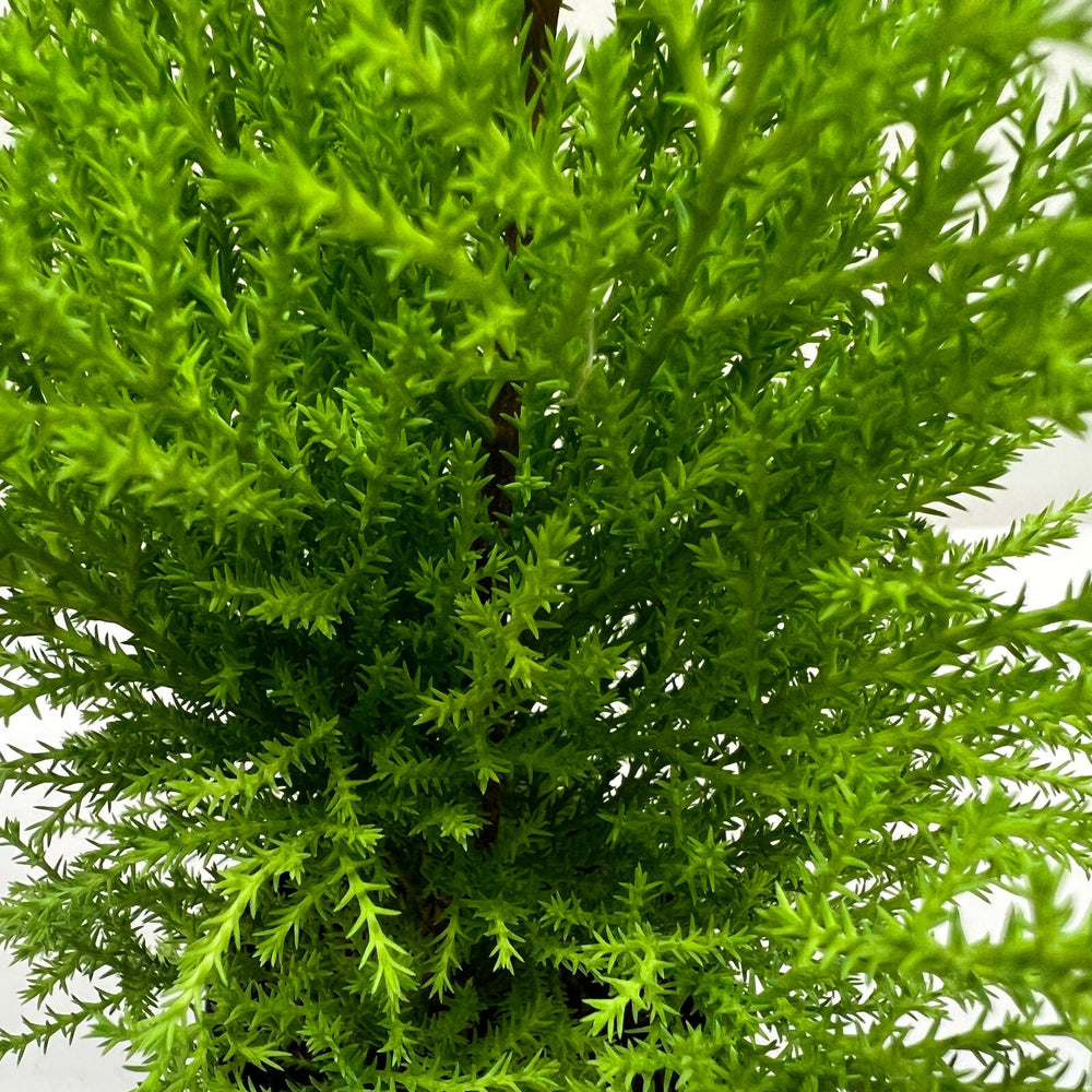 Cypress Lemon