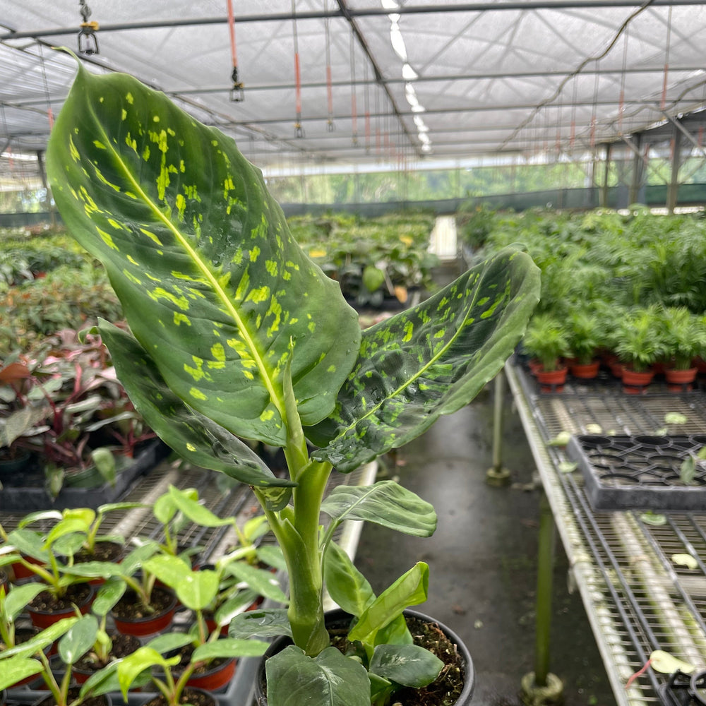 Dieffenbachia 'Reflector'