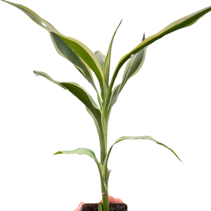 Dracaena 'Sanderiana'
