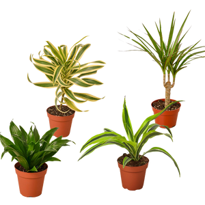 4 Different Dracaenas Variety Pack - Live House Plant - 4" Pot