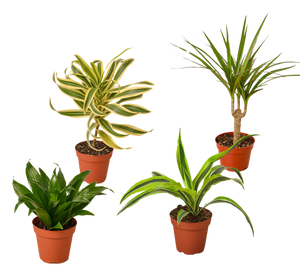 4 Different Dracaenas Variety Pack - Live House Plant - 4" Pot