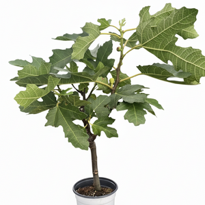 ED Fig