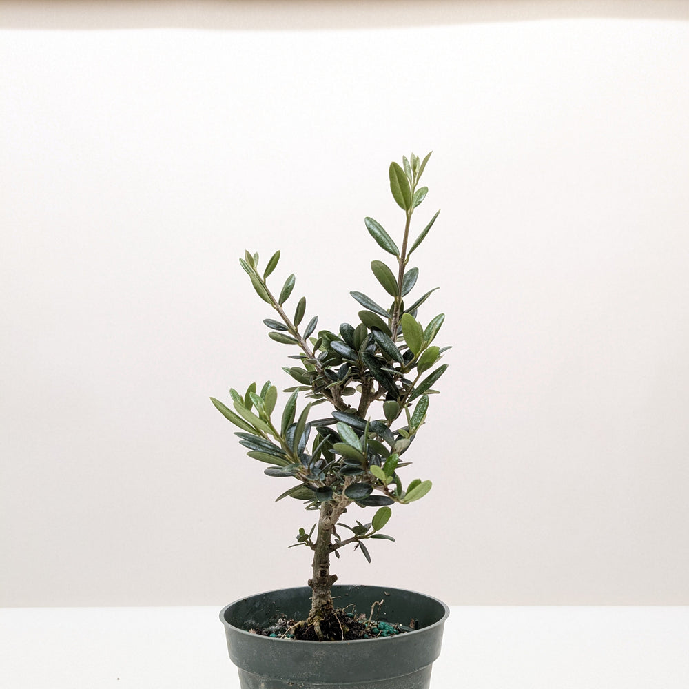 Common Olive Tree (Olea europaea)