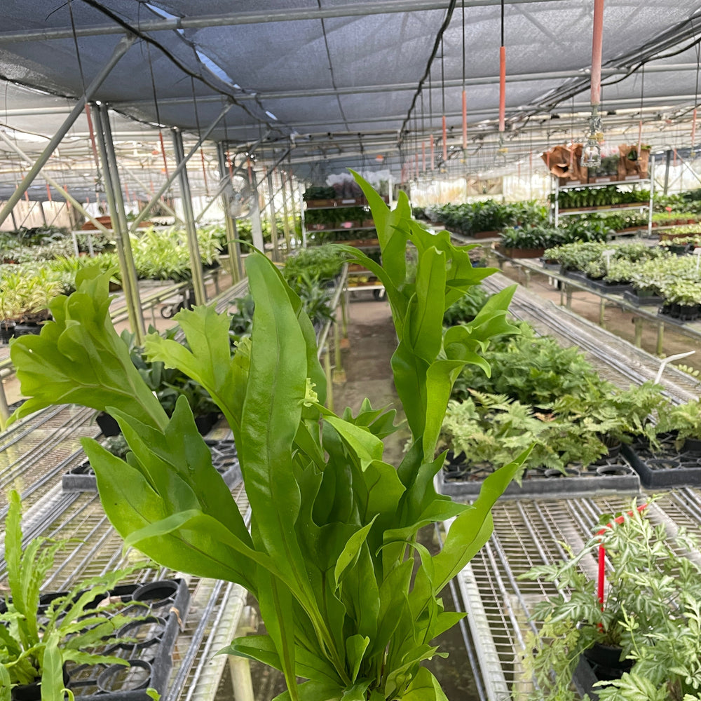 Fern 'Green Flame'