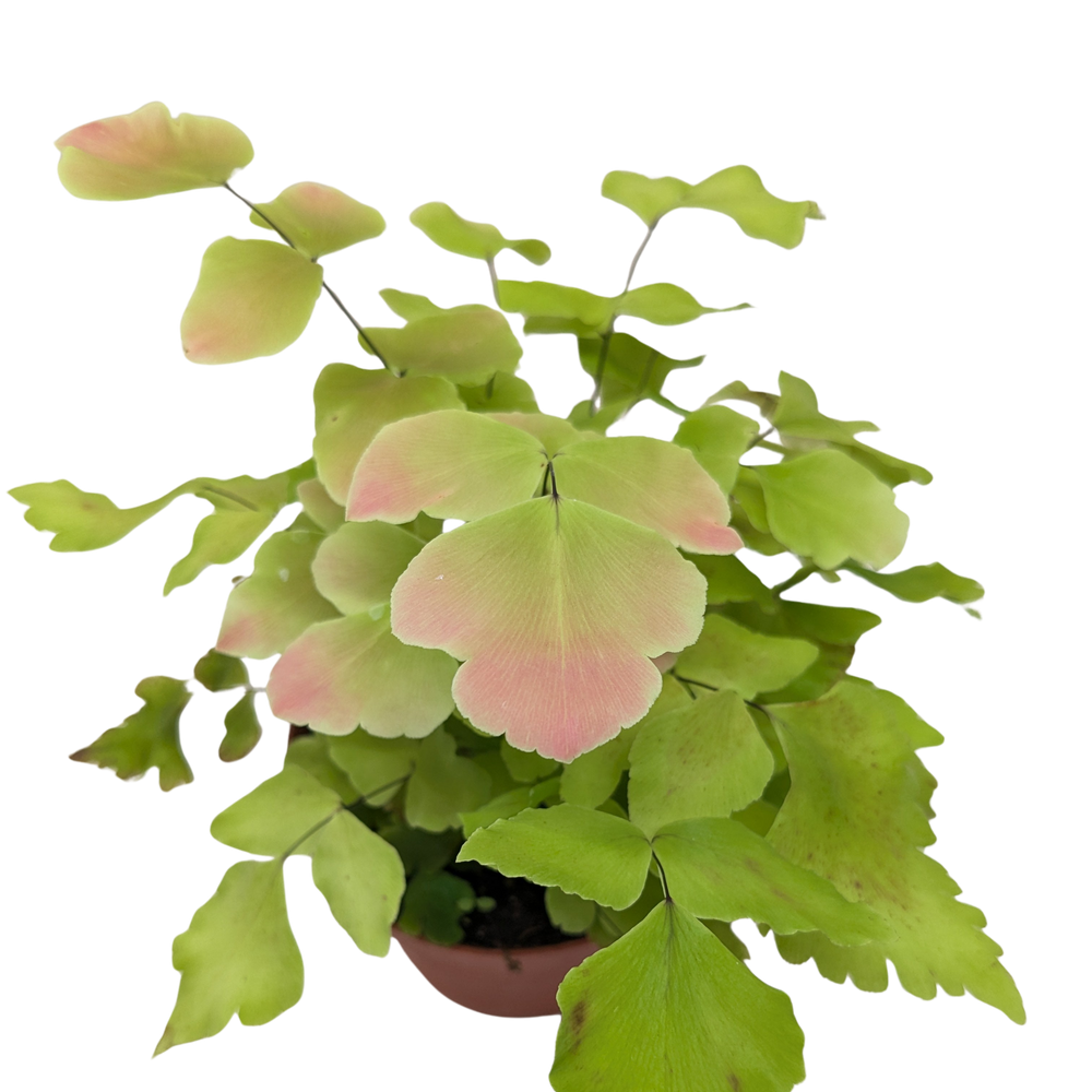 Large Leaf Maidenhair Fern | Delicate Humidity-Loving Plant | House Plant Shop