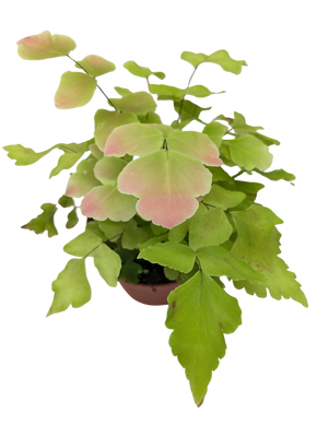Large Leaf Maidenhair Fern | Delicate Humidity-Loving Plant | House Plant Shop