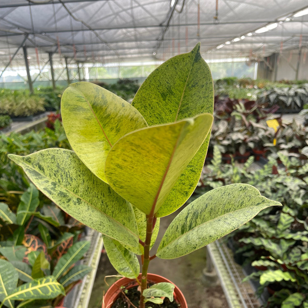 Ficus 'shivereana' (Moonshine)