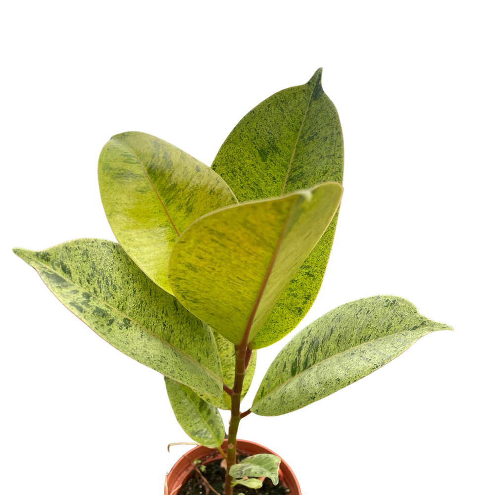 Ficus 'shivereana' (Moonshine)