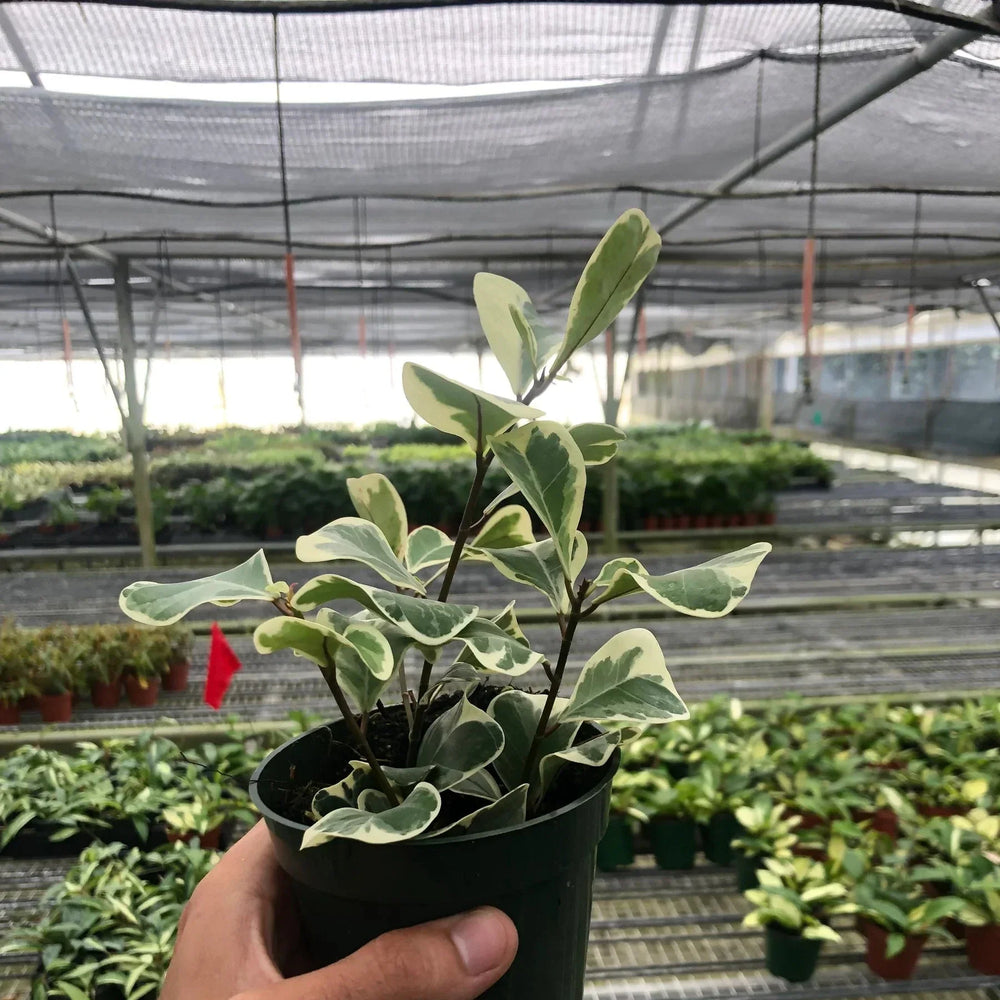 Ficus Elastica 'Triangularis' Variegated