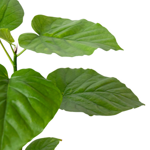 Ficus 'Umbellata' | Umbrella Tree Fig with Heart-Shaped Leaves | House Plant Shop