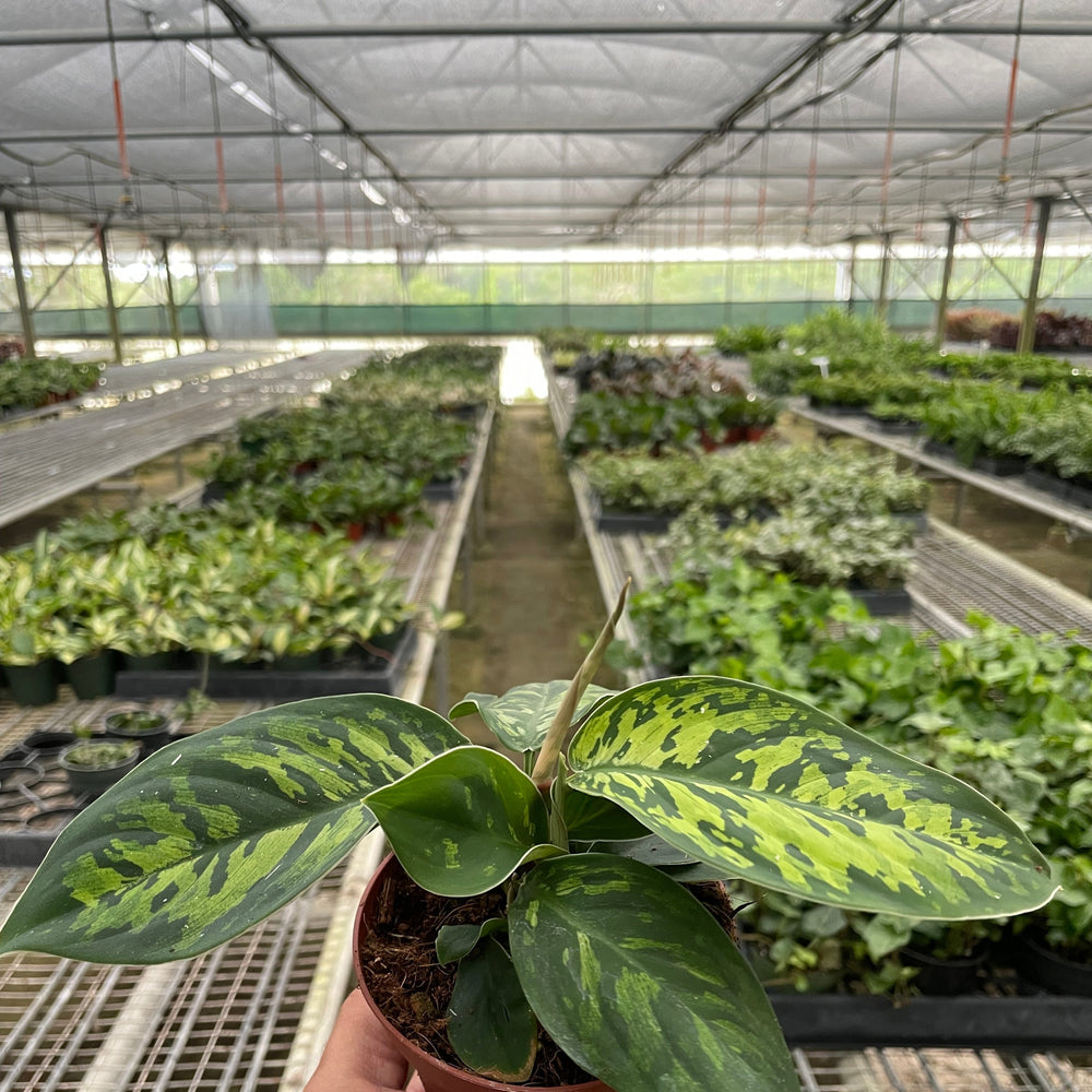 Homalomena 'Camouflage'
