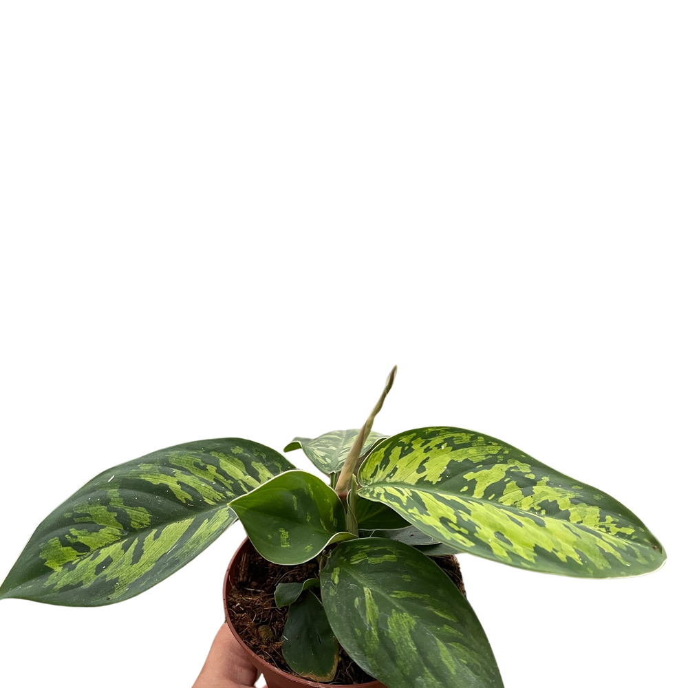 Homalomena 'Camouflage'