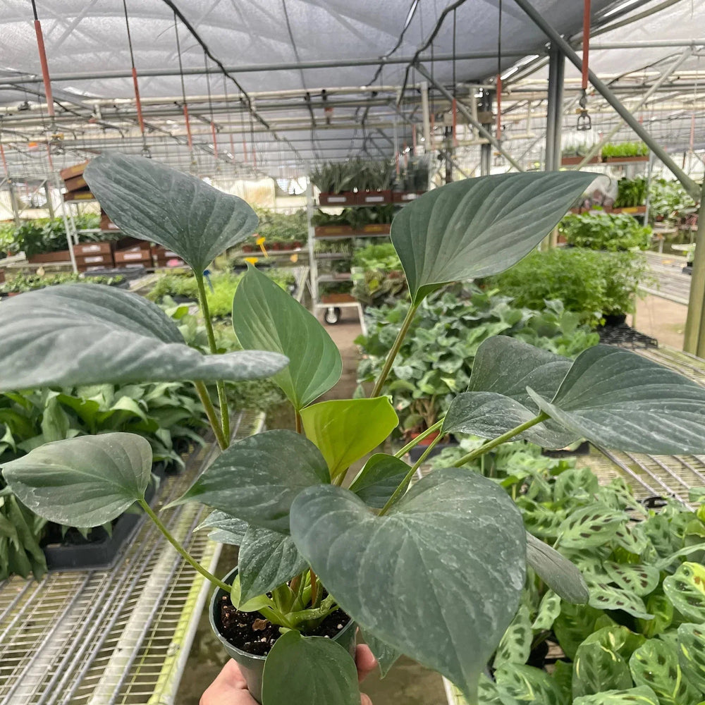 Homalomena 'Emerald Gem'