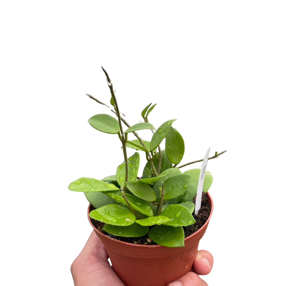 Hoya Bilobata