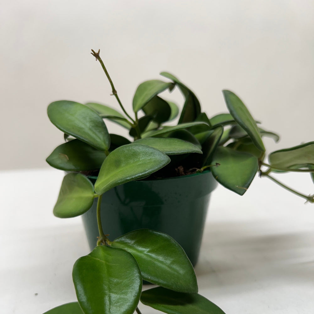Hoya 'Burtoniae'