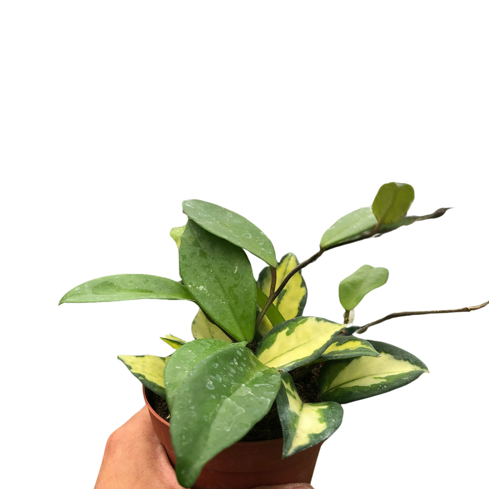 Hoya Carnosa 'Krimson Princess'