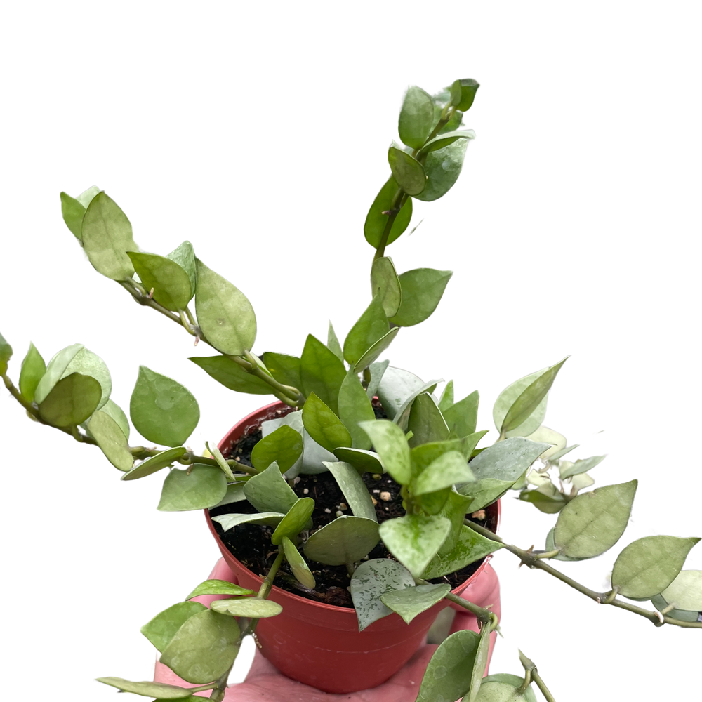 Hoya 'Krohniana Super Silver'