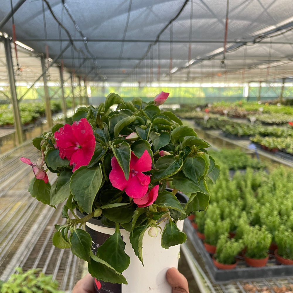 Impatiens