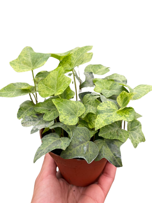 Ivy Tropical Blizzard