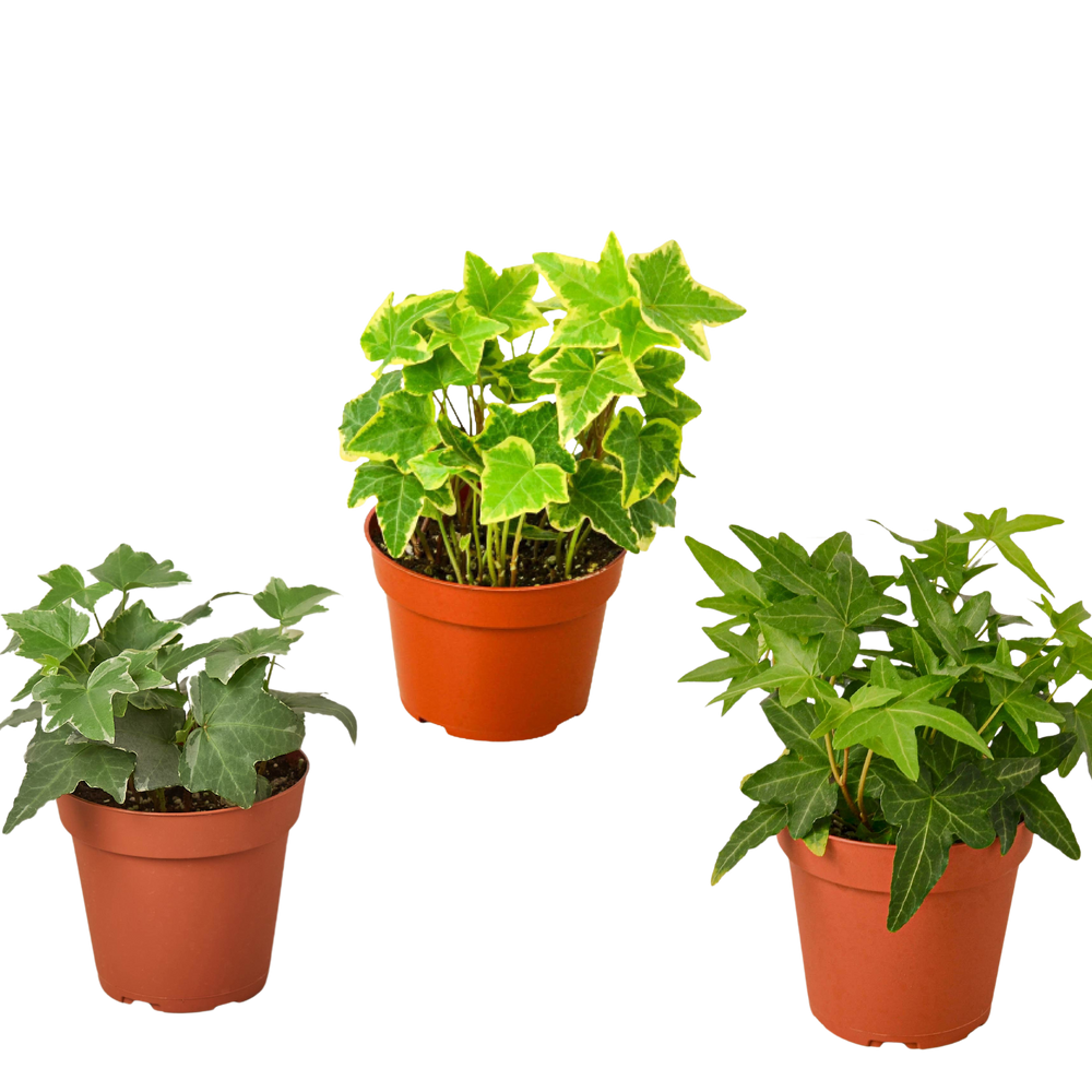 3 Different English Ivy Plants - 4" Pot - Live House Plant