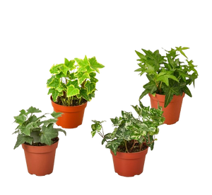 4 Different English Ivy Plants - 4" Pots - Live House Plant